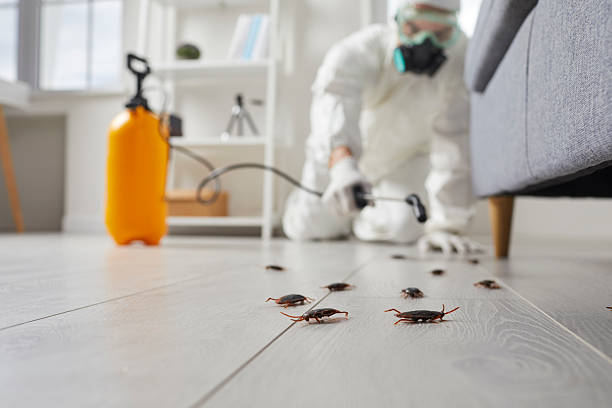 Post-Treatment Bed Bug Interceptor Monitoring in Mayville
